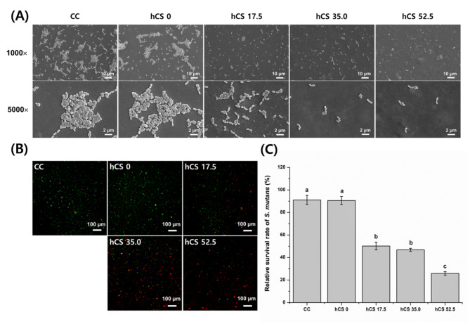 Novel antibacterial and apatite forming restorative composite resin incorporated with hydrated calcium silicate.