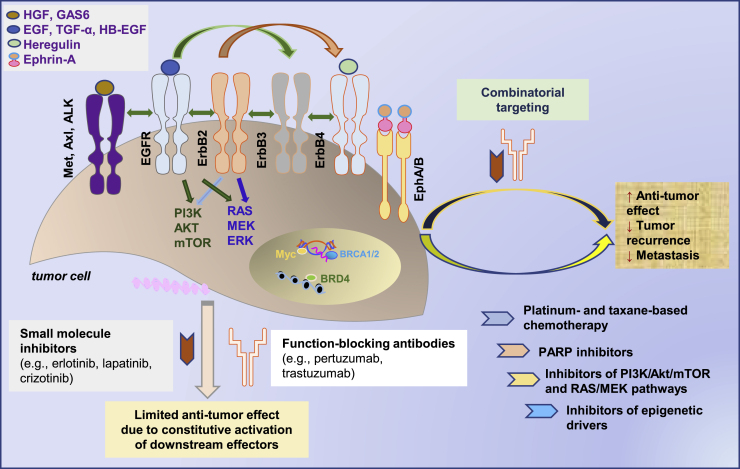 Targeting receptor tyrosine kinases in ovarian cancer: Genomic dysregulation, clinical evaluation of inhibitors, and potential for combinatorial therapies.