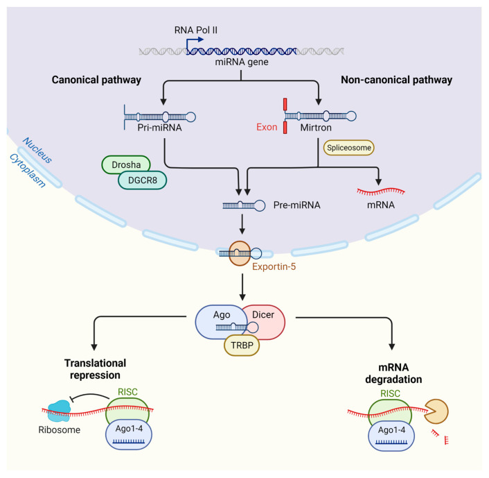 Insights into Online microRNA Bioinformatics Tools.