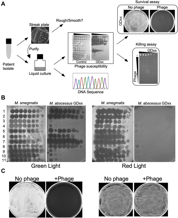 Phage Therapy for Nontuberculous Mycobacteria: Challenges and Opportunities.