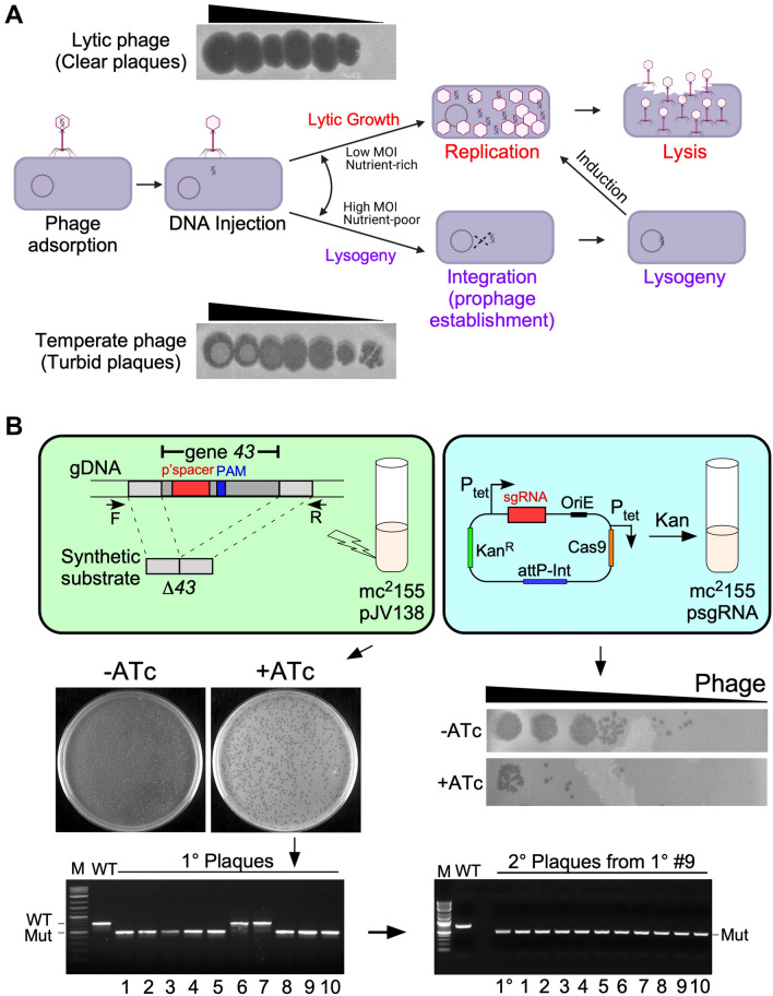 Phage Therapy for Nontuberculous Mycobacteria: Challenges and Opportunities.