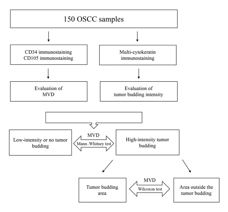 Microvascular density and tumor budding in oral squamous cell carcinoma.