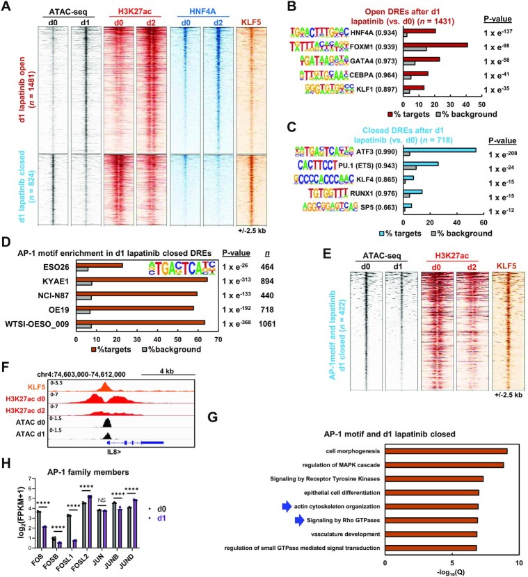 Oncogenic ERRB2 signals through the AP-1 transcription factor to control mesenchymal-like properties of oesophageal adenocarcinoma.