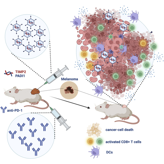 Next generation oncolytic viruses expressing PADI1 and TIMP2 exhibit anti-tumor activity against melanoma in nude and humanized mouse models.