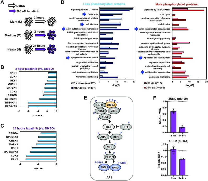 Oncogenic ERRB2 signals through the AP-1 transcription factor to control mesenchymal-like properties of oesophageal adenocarcinoma.