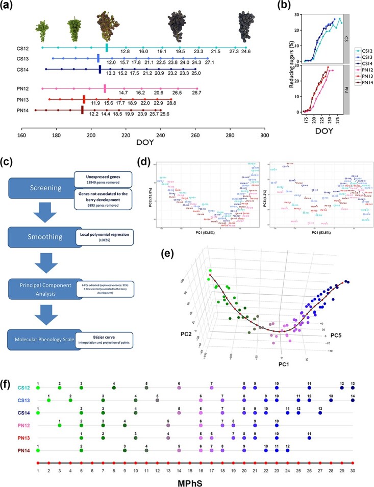 A molecular phenology scale of grape berry development.