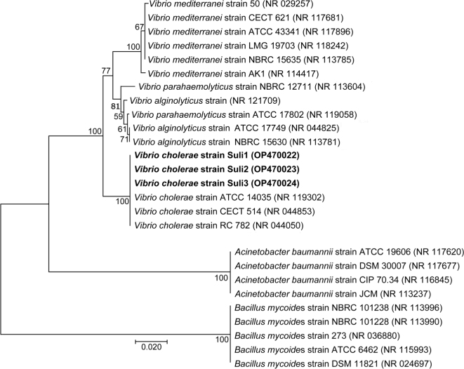 A Molecular and Epidemiological Study of Cholera Outbreak in Sulaymaniyah Province, Iraq, in 2022.