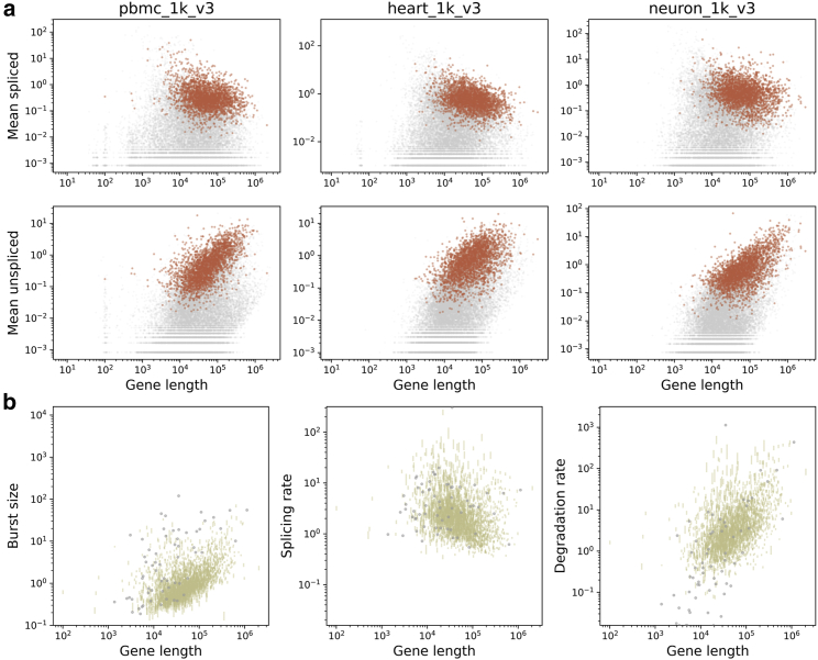 Length biases in single-cell RNA sequencing of pre-mRNA.