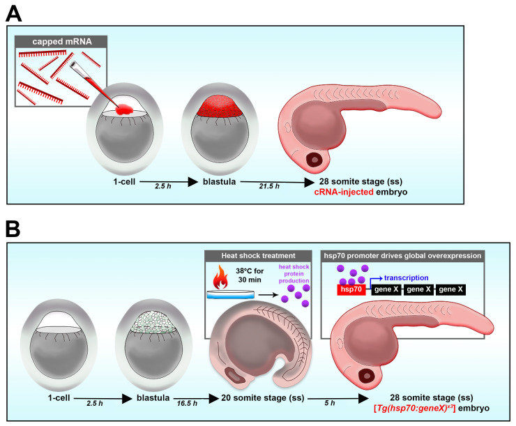 Principles of Zebrafish Nephron Segment Development.