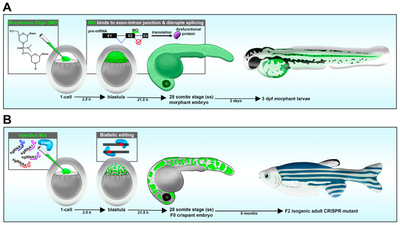 Principles of Zebrafish Nephron Segment Development.