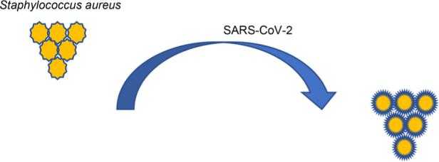 Changes in the Protein Profile in Staphylococcal Strains from Patients Infected with the SARS-CoV-2 Virus.