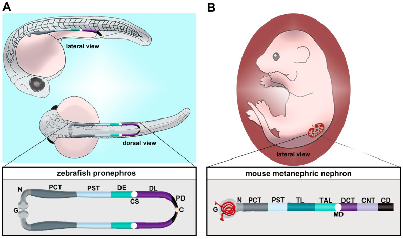 Principles of Zebrafish Nephron Segment Development.