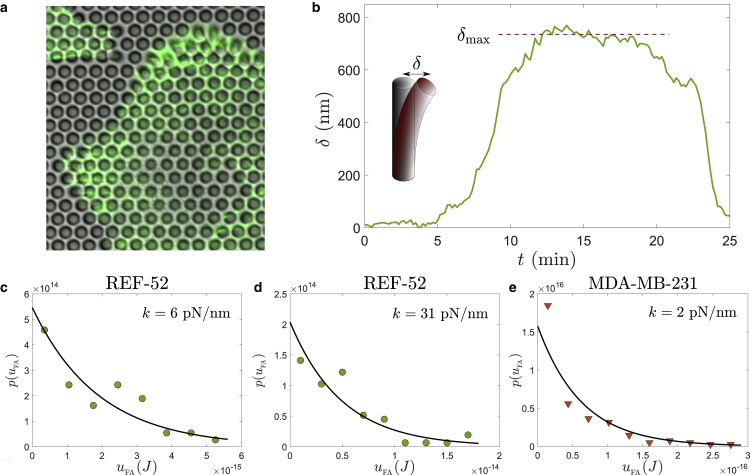 Characteristic energy scales of active fluctuations in adherent cells.