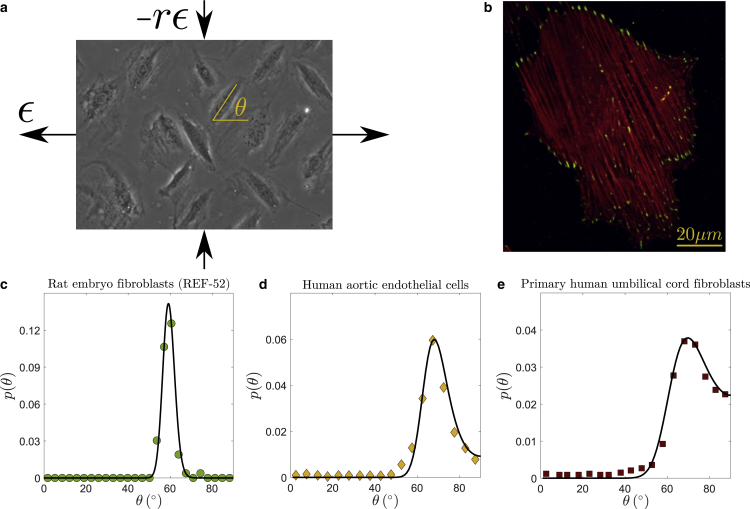 Characteristic energy scales of active fluctuations in adherent cells.