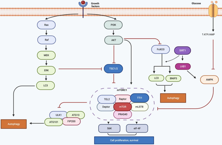 Autophagic mechanisms in longevity intervention: role of natural active compounds.