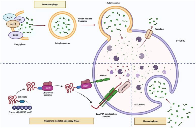 Autophagic mechanisms in longevity intervention: role of natural active compounds.