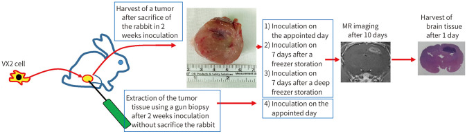 [Development of Rabbit Brain Tumor Model Using VX2 Cells and Verification with the MRI in Neuroradiologic Research].