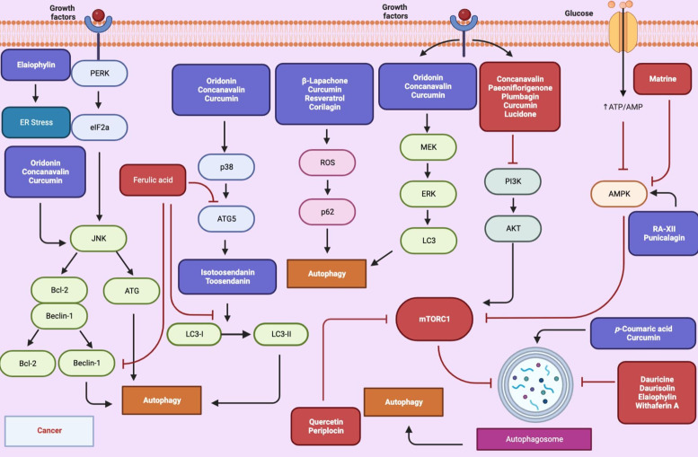 Autophagic mechanisms in longevity intervention: role of natural active compounds.