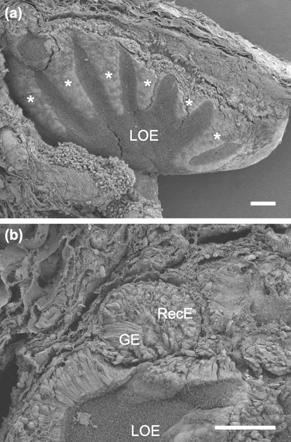 Type 1 vomeronasal receptor expression in juvenile and adult lungfish olfactory organ.