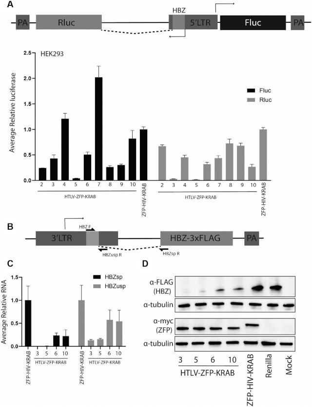 Targeted zinc-finger repressors to the oncogenic HBZ gene inhibit adult T-cell leukemia (ATL) proliferation.