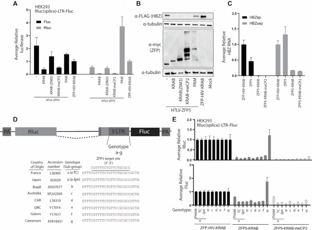 Targeted zinc-finger repressors to the oncogenic HBZ gene inhibit adult T-cell leukemia (ATL) proliferation.