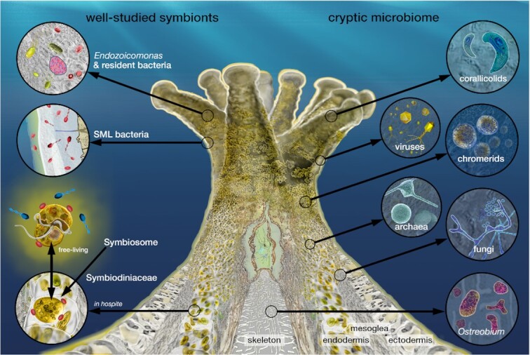 The coral microbiome: towards an understanding of the molecular mechanisms of coral-microbiota interactions.