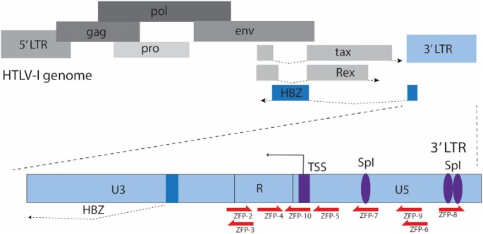 Targeted zinc-finger repressors to the oncogenic HBZ gene inhibit adult T-cell leukemia (ATL) proliferation.