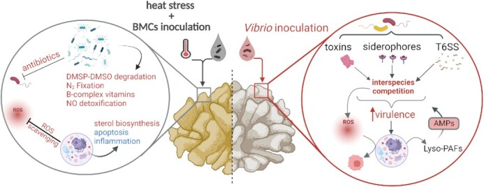 The coral microbiome: towards an understanding of the molecular mechanisms of coral-microbiota interactions.