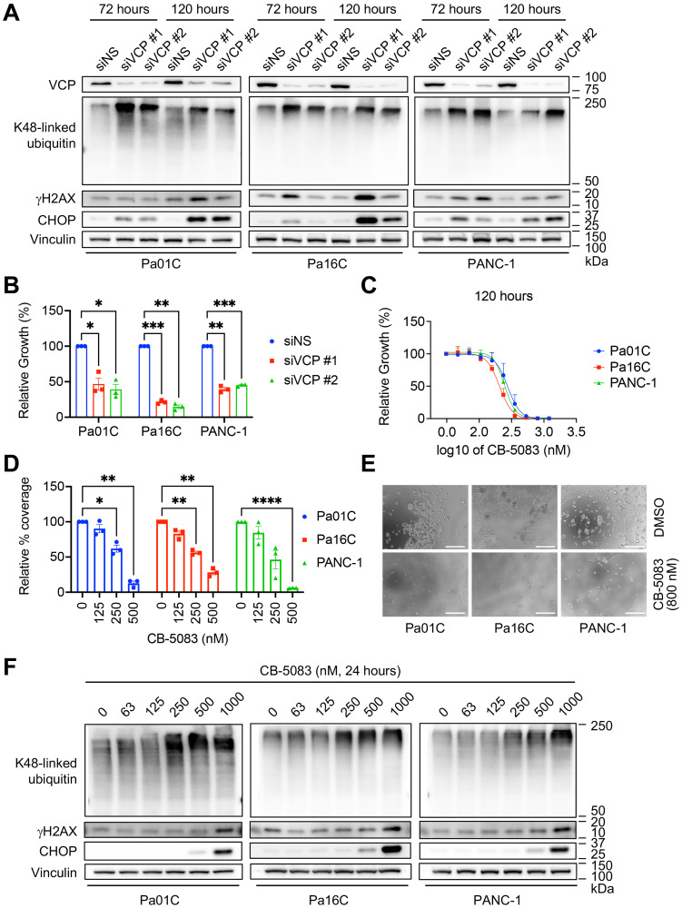 VCP/p97, a pleiotropic protein regulator of the DNA damage response and proteostasis, is a potential therapeutic target in <i>KRAS</i>-mutant pancreatic cancer.