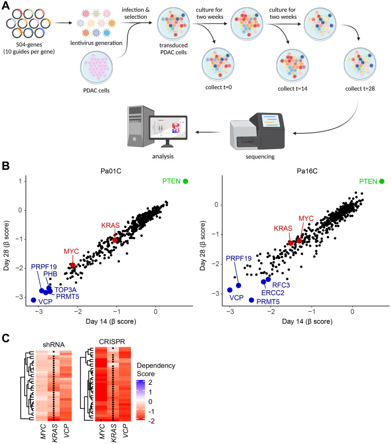 VCP/p97, a pleiotropic protein regulator of the DNA damage response and proteostasis, is a potential therapeutic target in <i>KRAS</i>-mutant pancreatic cancer.