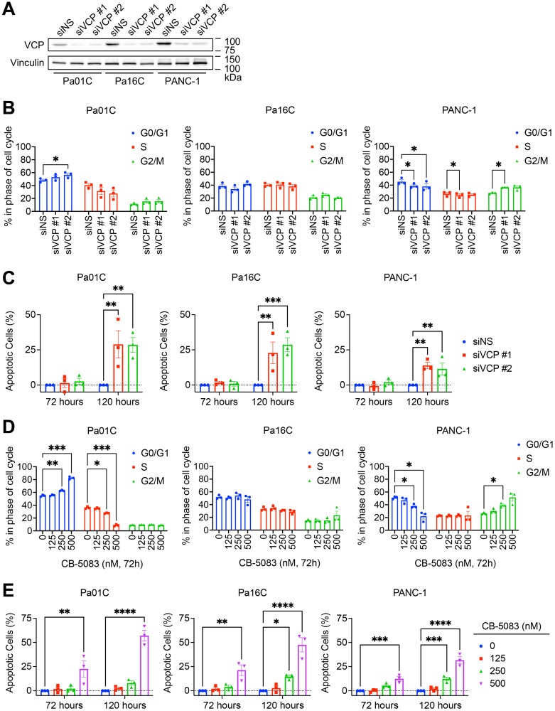 VCP/p97, a pleiotropic protein regulator of the DNA damage response and proteostasis, is a potential therapeutic target in <i>KRAS</i>-mutant pancreatic cancer.