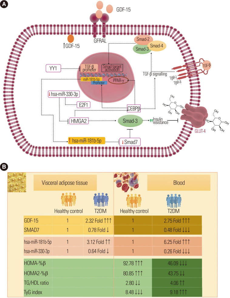 Analyzing the Association of Visceral Adipose Tissue Growth Differentiation Factor-15 and MicroRNA in Type 2 Diabetes Mellitus.