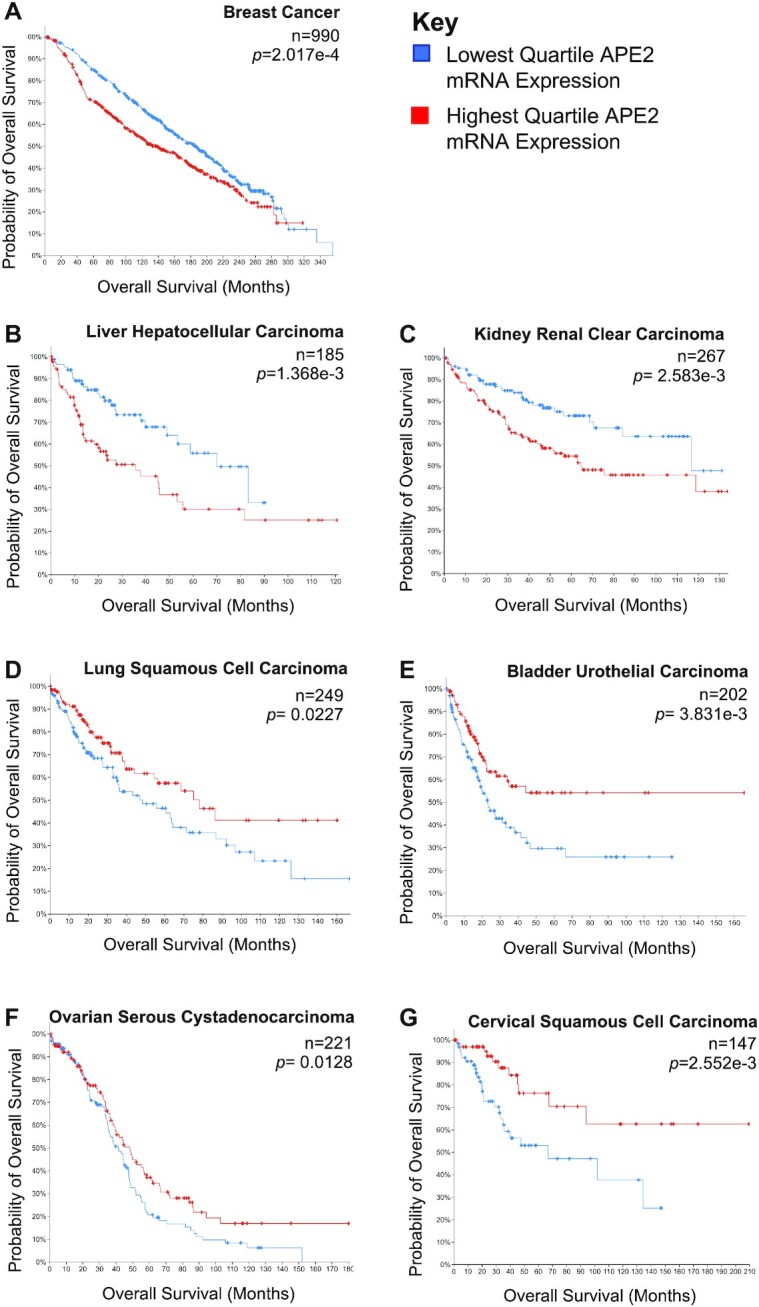 APE2: catalytic function and synthetic lethality draw attention as a cancer therapy target.