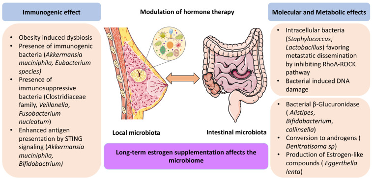 Impact of microbiota on breast cancer hormone therapy.