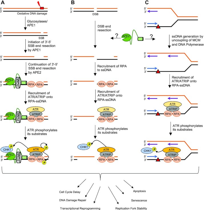 APE2: catalytic function and synthetic lethality draw attention as a cancer therapy target.