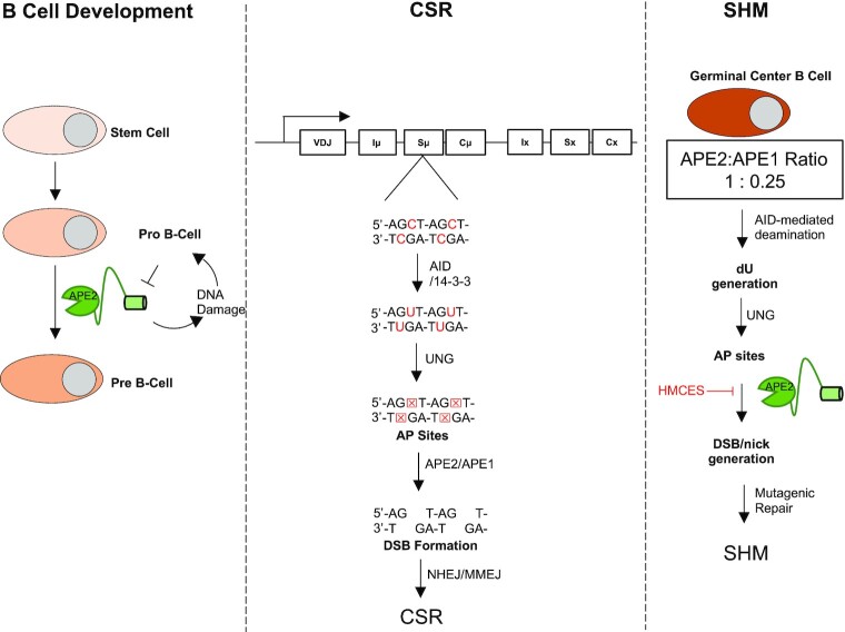 APE2: catalytic function and synthetic lethality draw attention as a cancer therapy target.