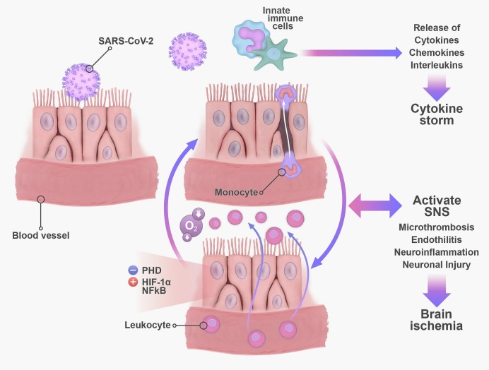 Investigating the possible mechanisms of autonomic dysfunction post-COVID-19