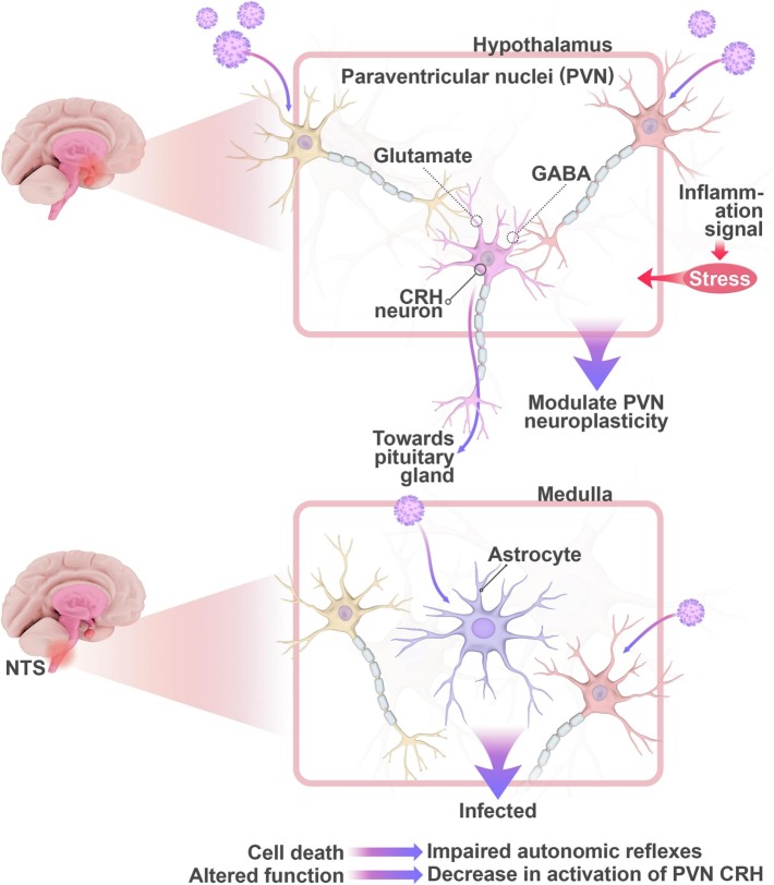 Investigating the possible mechanisms of autonomic dysfunction post-COVID-19