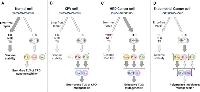 Roles of trans-lesion synthesis (TLS) DNA polymerases in tumorigenesis and cancer therapy.