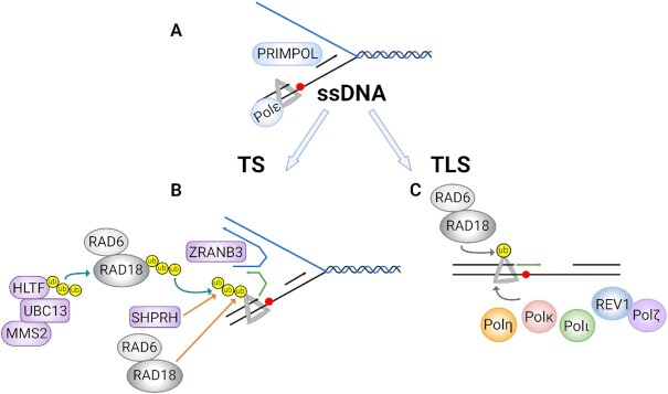 Roles of trans-lesion synthesis (TLS) DNA polymerases in tumorigenesis and cancer therapy.