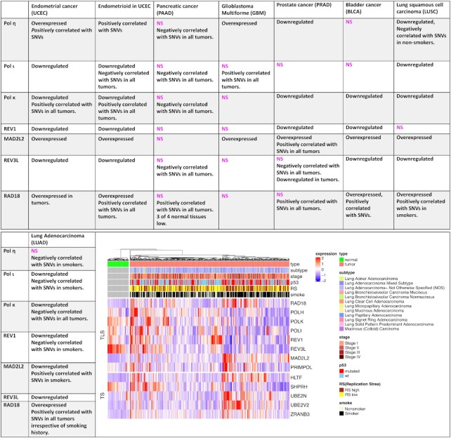 Roles of trans-lesion synthesis (TLS) DNA polymerases in tumorigenesis and cancer therapy.