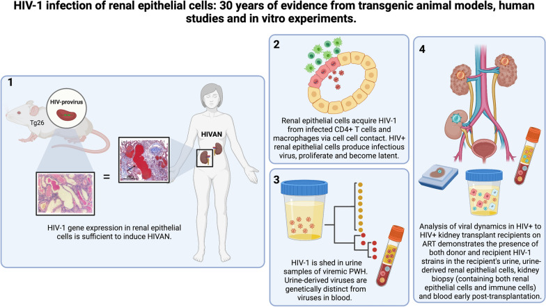 HIV-1 infection of renal epithelial cells: 30 years of evidence from transgenic animal models, human studies and in vitro experiments.