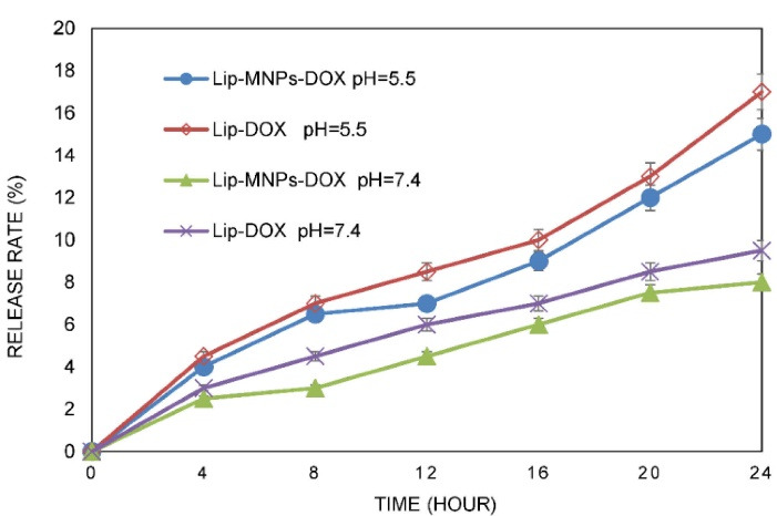 Liposome-Fe<sub>3</sub> O<sub>4</sub>-Doxorubicin Mediated Treatment of Melanoma Tumors.