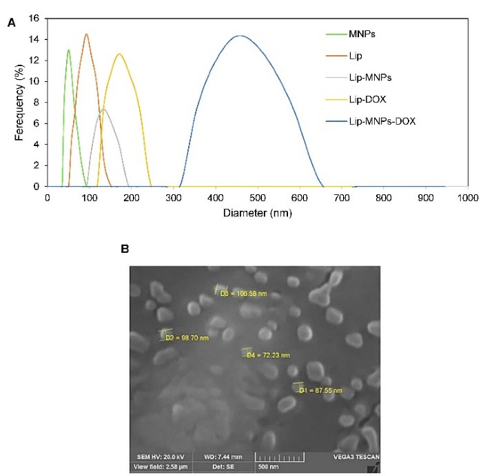 Liposome-Fe<sub>3</sub> O<sub>4</sub>-Doxorubicin Mediated Treatment of Melanoma Tumors.