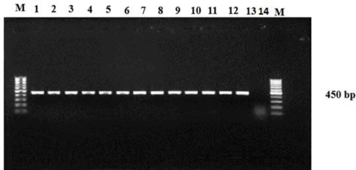 Comparison of Isoenzyme Pattern of Echinococcus granulosus sensu stricto (G1-G3) and E. canadensis (G6/G7) Protoscoleces