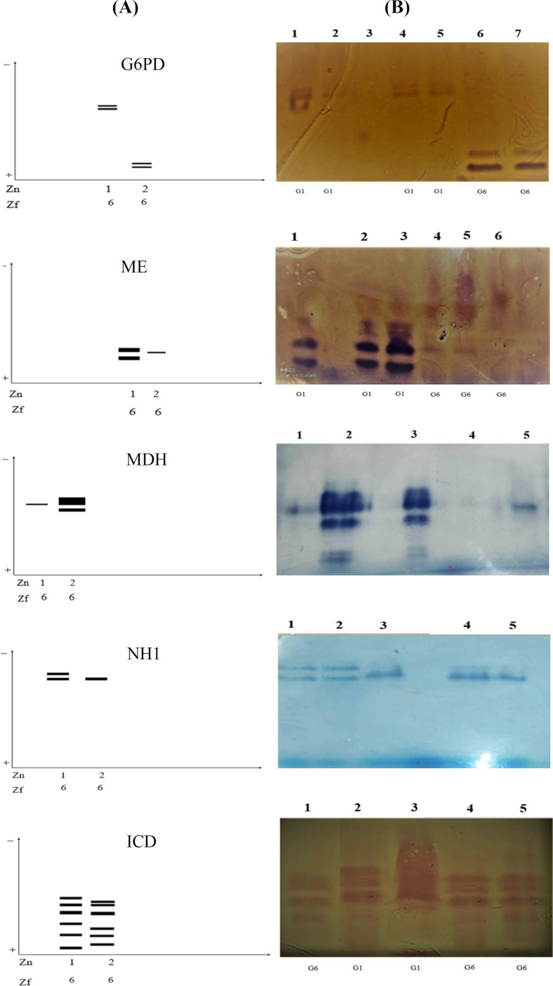 Comparison of Isoenzyme Pattern of Echinococcus granulosus sensu stricto (G1-G3) and E. canadensis (G6/G7) Protoscoleces