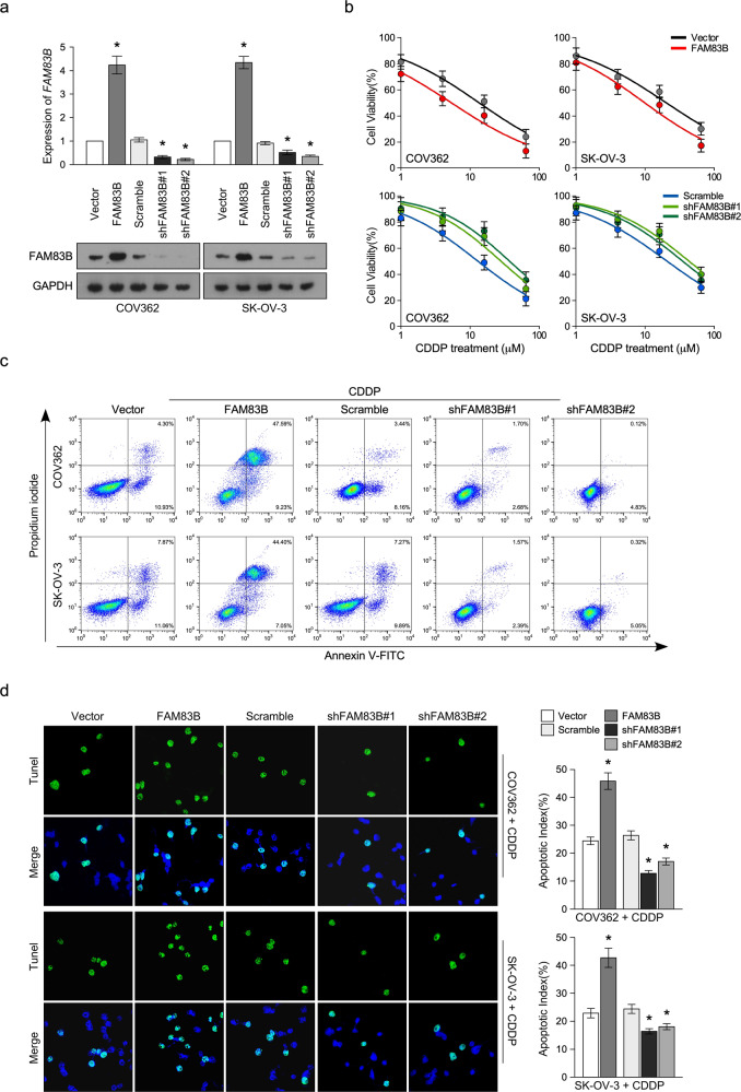 Correction: FAM83B inhibits ovarian cancer cisplatin resistance through inhibiting Wnt pathway.