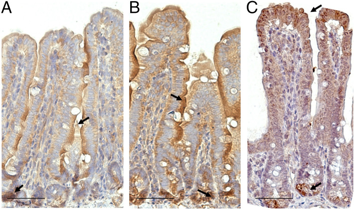 Ruminococcus gnavus and Limosilactobacillus reuteri Regulate Reg3γ Expression through Multiple Pathways.