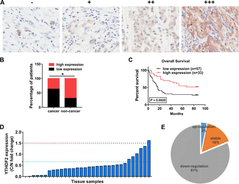 YTHDF2 exerts tumor-suppressor roles in gastric cancer via up-regulating PPP2CA independently of m<sup>6</sup>A modification.