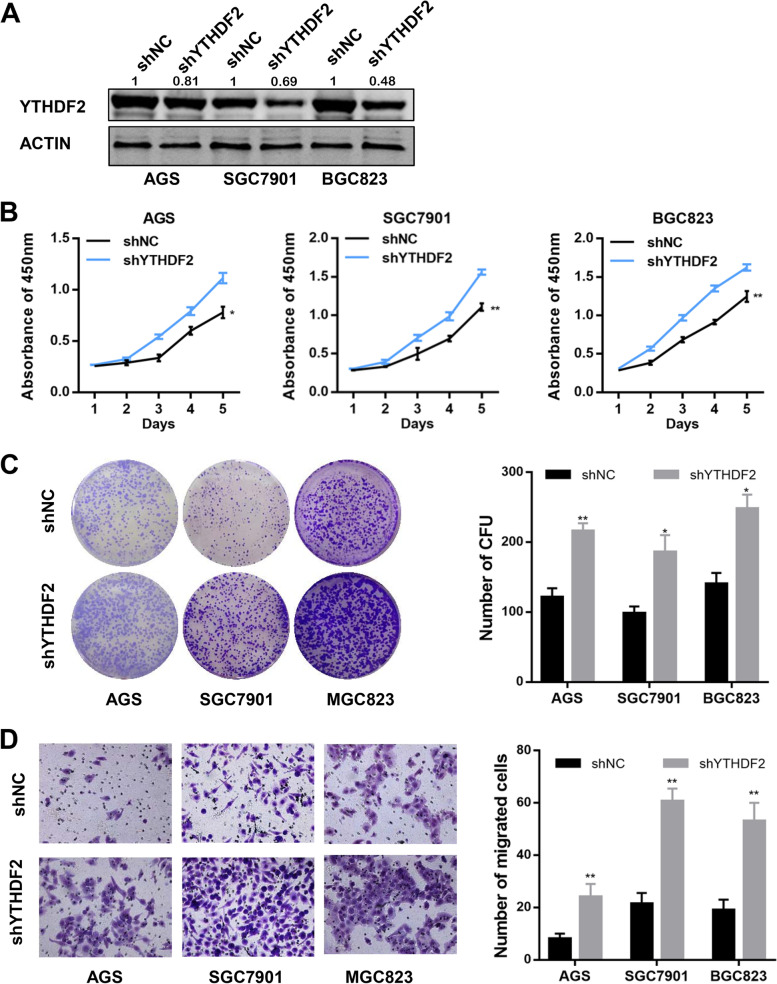 YTHDF2 exerts tumor-suppressor roles in gastric cancer via up-regulating PPP2CA independently of m<sup>6</sup>A modification.